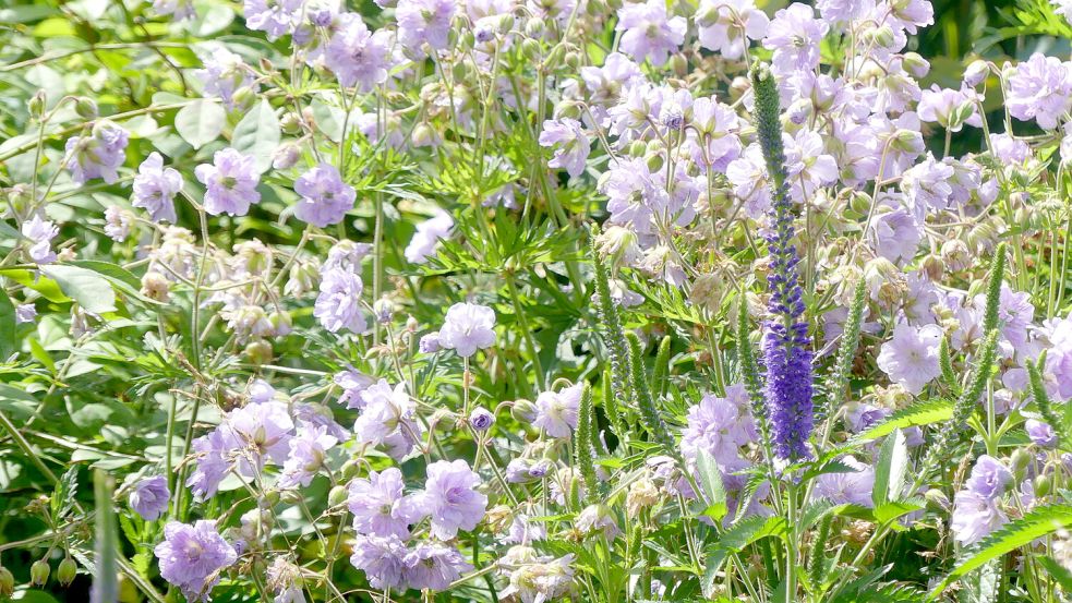 Das Foto zeigt Wiesen-Storchschnabel mit Ehrenpreis. Foto: Karin Berends-Lüürßen