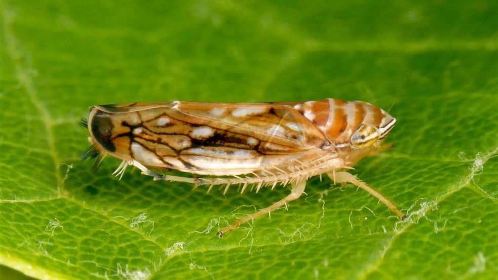 Die Amerikanische Rebzikade überträgt die Krankheit. Foto: Olaf Zimmermann/Landwirtschaftli