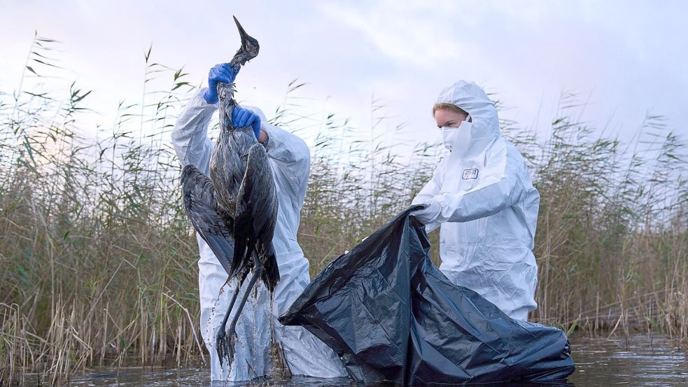 Angesichts der rasanten Ausbreitung der Vogelgrippe bei Tieren in Deutschland hat der Virologe Klaus Stöhr vor einer möglichen neuen Pandemie auch beim Menschen gewarnt. Foto: dpa/Ebrahim Noroozi
