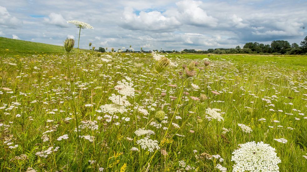 Wilde Möhre am Emsaußendeich bei Borsum – wichtiger Lebensraum für den seltenen Schwalbenschwanz, dessen Raupen die Pflanze als Futterquelle nutzen. Foto: Klaas Hermann Diddens