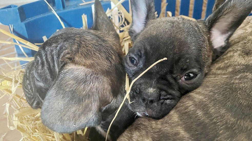 Die EU will strenger gegen illegalen Tierhandel vorgehen. (Symbolbild) Foto: Paul Zinken