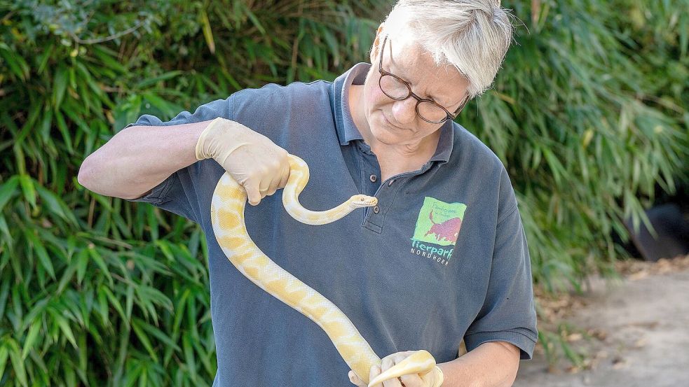 Zootierärztin Heike Weber vom Tierpark Nordhorn versorgte die gefundenen Königspythons. Archivfoto: Franz Frieling