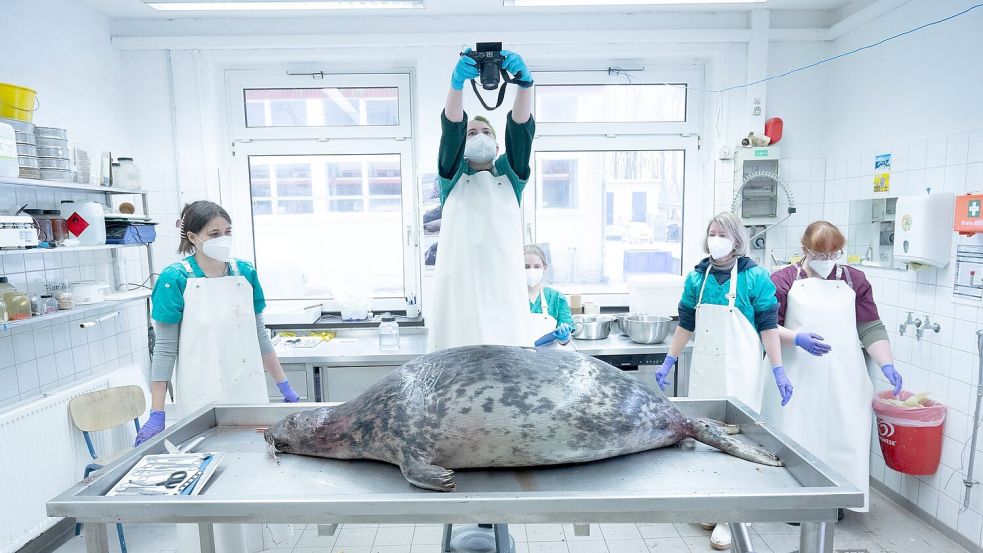 Das Robbensterben im vergangenen Herbst gibt weiter Rätsel auf. (Archivbild) Foto: Stefan Sauer