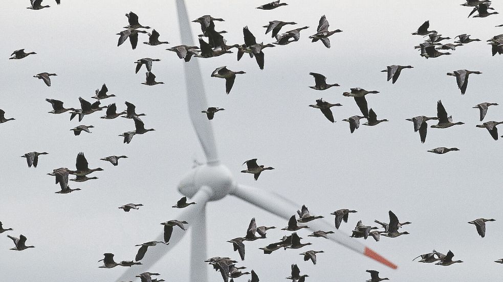 Sind Windräder nur eine geringe Gefahr für Zugvögel? Foto: Patrick Pleul