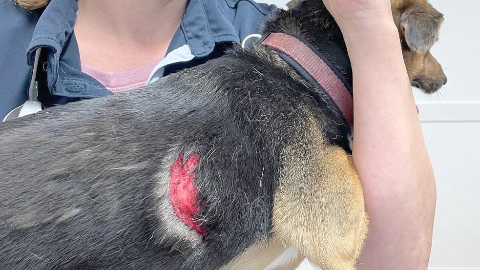 Hündin Chica erlitt bei dem Angriff durch einen anderen Hund eine tiefe Fleischwunde, die genäht werden musste. Foto: privat