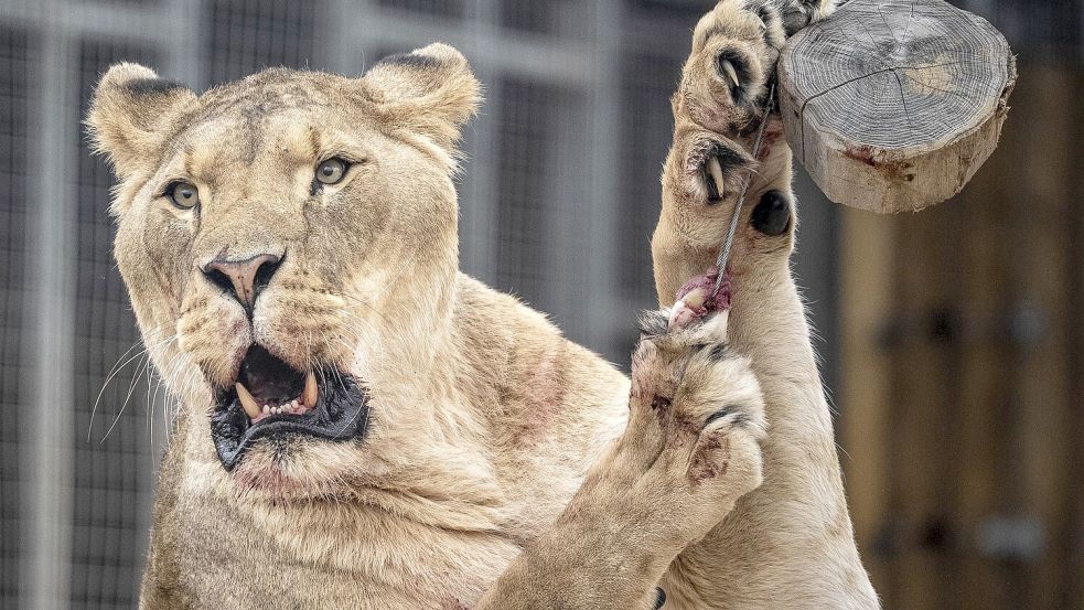 Der Eindringling kletterte rund sechs Meter über eine Mauer und an einen Baum in das Gehege hinunter. (Symbolbild) Foto: Ben Birchall