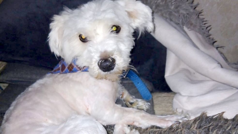 Die Hunde waren nach Angaben der Tierschützer total verfilzt. Deshalb seien sie fast bis auf die Haut geschoren worden. „Inzwischen wachsen die Haare aber schon wieder nach“, sagt Ursula Cassens. Foto: Chris Schlonsak/Lebenshof von Strolchen – Lebenswürde für Tiere