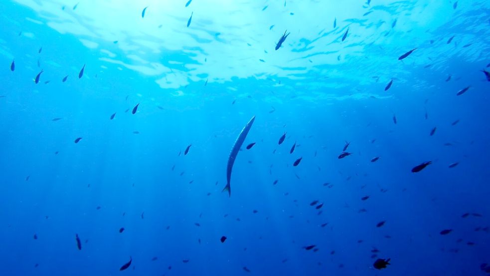 Bisher gibt es für die Hochsee keine einheitlichen Umweltregeln. (Symbolbild) Foto: Annika Hammerschlag/AP/dpa