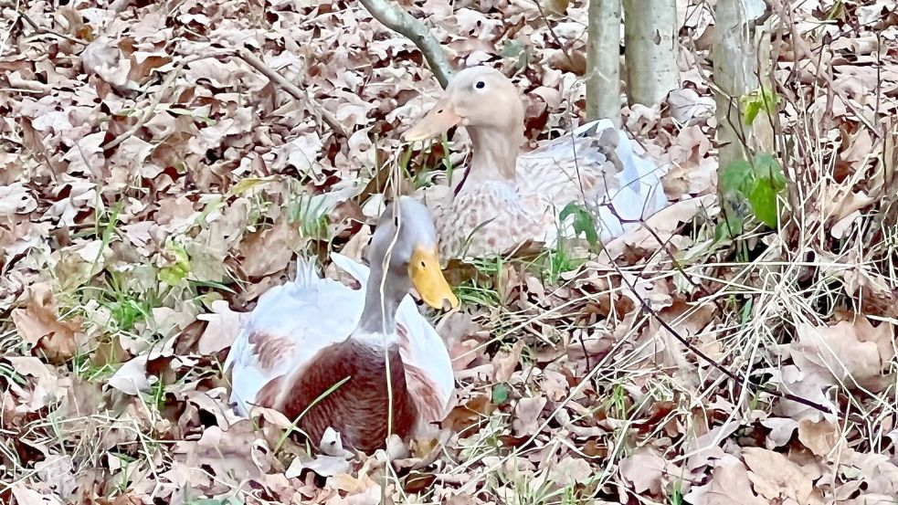 Ihr Abenteuer im Moor bei Ostrhauderfehn endete glücklich. Die Besitzerin der Laufenten hat sich gemeldet. Foto: Horst Kruse