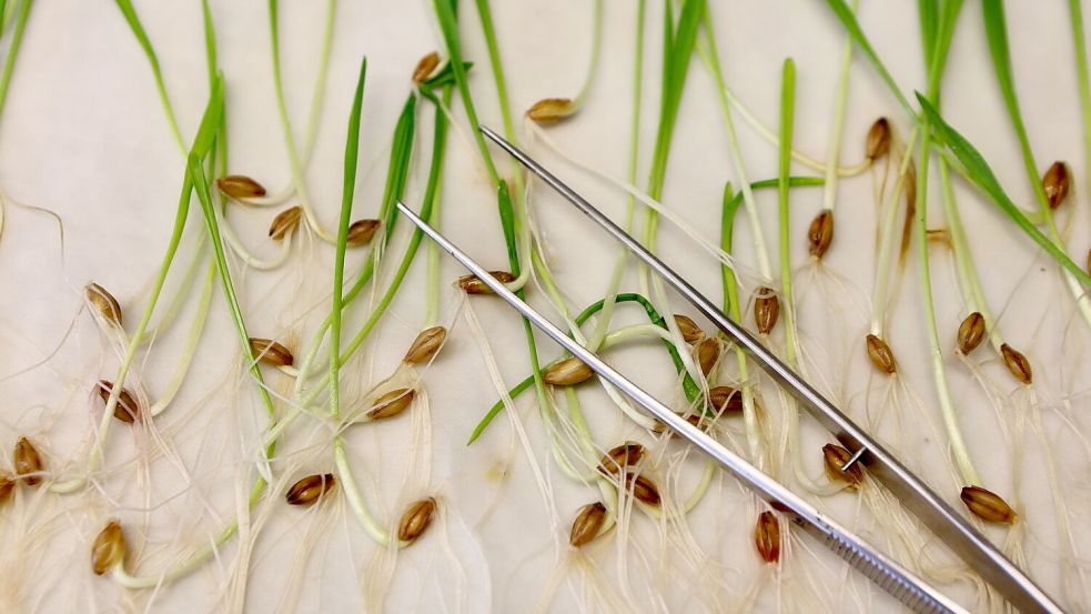 Wird es künftig einfacher, an gentechnisch veränderten Pflanzen zu forschen? (Archivbild) Foto: Matthias Bein