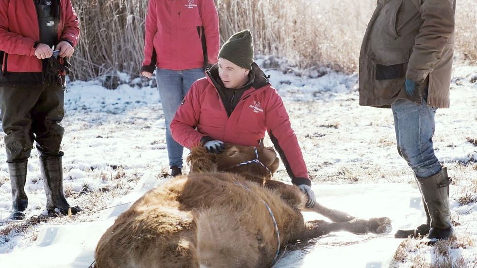 Nach etwa einem halben Jahr ist die Kuh Arielle eingefangen worden. (Handout) Foto: Gut Aiderbichl/dpa
