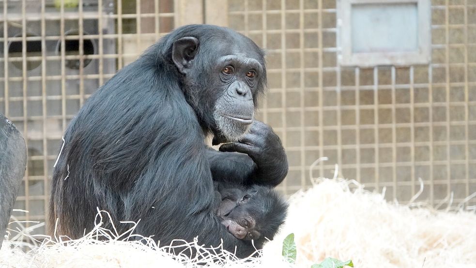 Schimpansen-Weibchen Tamika aus dem Zoo Osnabrück ist zum dritten Mal Mutter geworden. Unser Archivbild zeigt sie mit ihrem zweiten Jungtier, das Ende 2024 zur Welt kam und nach wenigen Tagen starb. Vom jüngsten Nachwuchs gibt es noch kein Foto. Foto: Zoo Osnabrück / Hanna Räckers