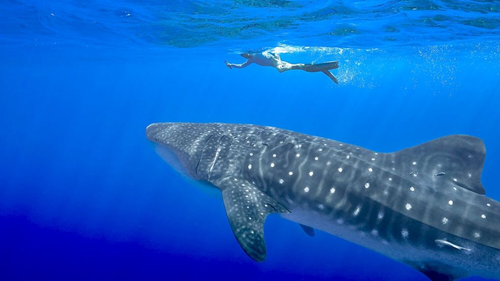 Unter anderem für den Wahlhai beschloss die Weltartenkonferenz in Samarkand ein kommerzielles Handelsverbot. (Archivbild) Foto: Flora Tomlinson-Pilley/AP/dpa