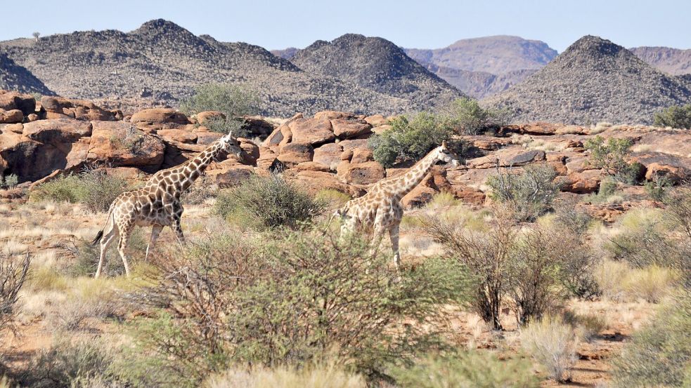 Giraffen bleiben weiterhin geschützt. (Archivbild) Foto: Julia Ruhnau/dpa-tmn/dpa