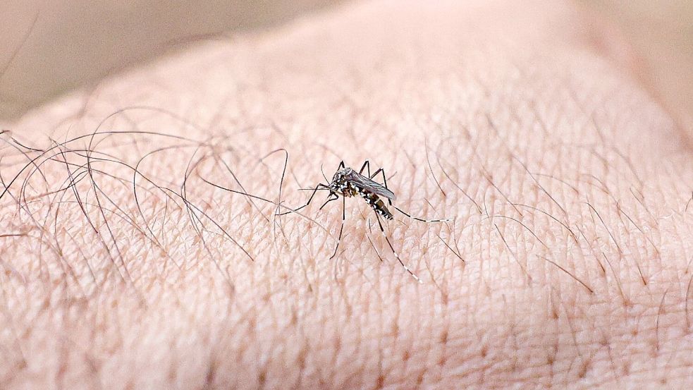 Chikungunyafieber kann durch Mückenstiche ausgelöst werden. (Symbolbild) Foto: Marcelo Camargo/Agencia Brazil/d