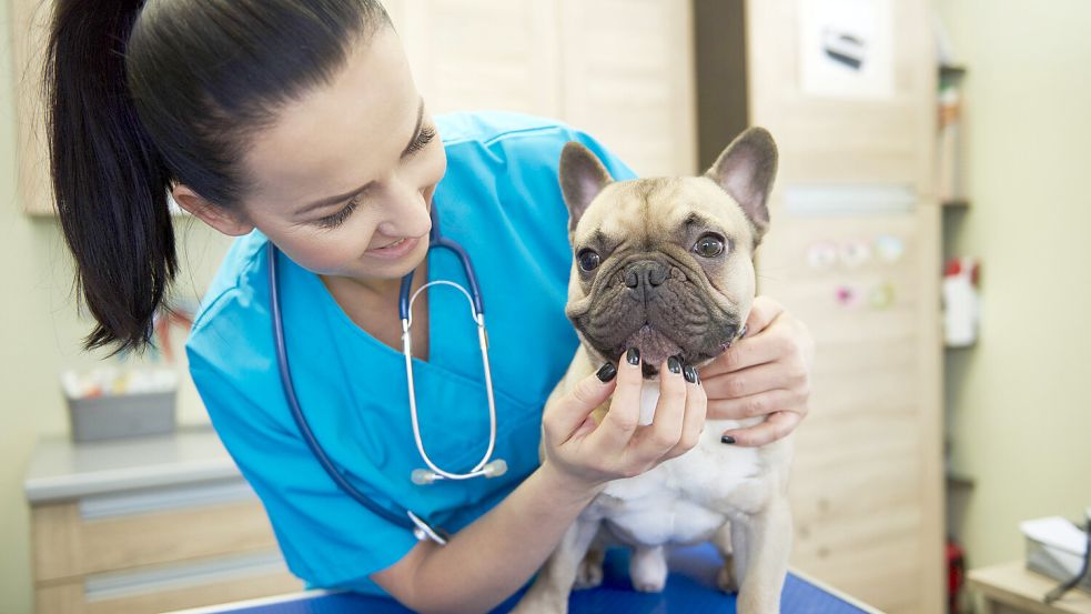 Operation, Diagnostik, Medikamente – was Tierkrankenversicherungen wirklich zahlen und wie Tierhalter sich vor teuren Überraschungen schützen können. Foto: IMAGO/Westend61