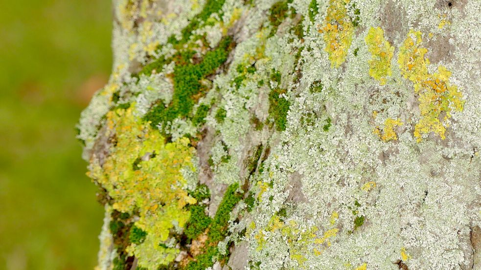 Flechten am Obstbaum sind ein schönes Fotomotiv. Foto: Karin Berends-Lüürßen