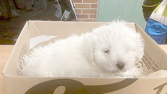 Dieser kleine Hund wurde in letzter Minute von Mitarbeitern des Entsorgungsbetriebes in einer Papiertonne in Göttingen entdeckt. Foto: Polizei Göttingen