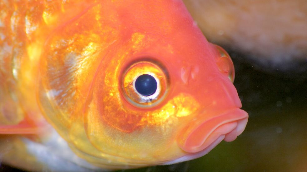 Das ist nicht Tortellini, aber mit ähnlich starrem Blick hatte der Gamer-Fisch sein Ziel vor Augen. Foto: IMAGO/Dreamstime
