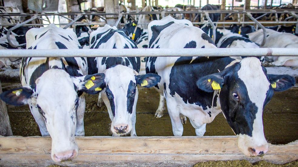 Preissenkungen für Milchprodukte bereiten vielen Landwirten Sorgen. (Archivbild) Foto: Jens Büttner