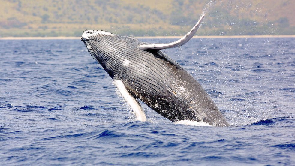 Ein springender Buckelwal. Foto: NOAA Fisheries
