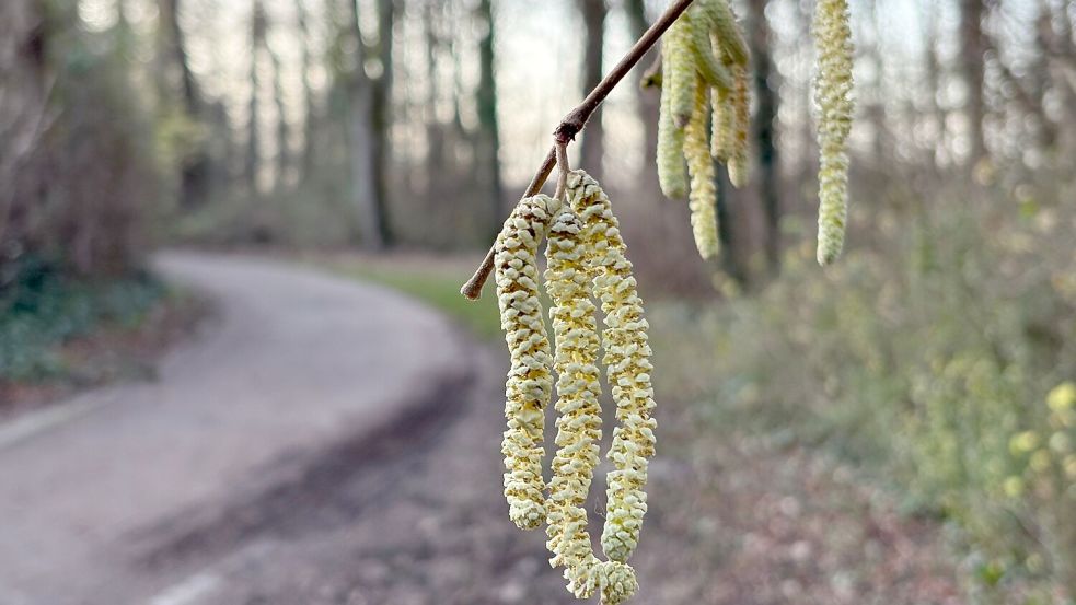 Noch nicht mal Weihnachten, aber schon die ersten Frühlingsboten: An einem Haselstrauch blühen die sogenannten Kätzchen. Foto: Marc Herwig/dpa
