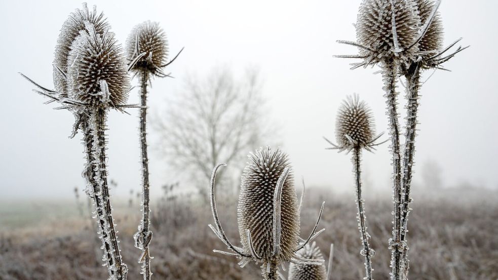 „Zunehmend winterlich kalt“, lautet die Vorhersage des Deutschen Wetterdiensts (DWD) für die nächsten Tage. Foto: Stefan Puchner