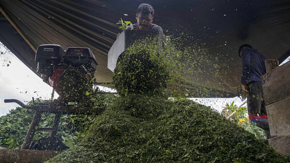 Kolumbien ist der größte Kokainproduzent der Welt. (Archivbild) Foto: Edinson Arroyo/dpa