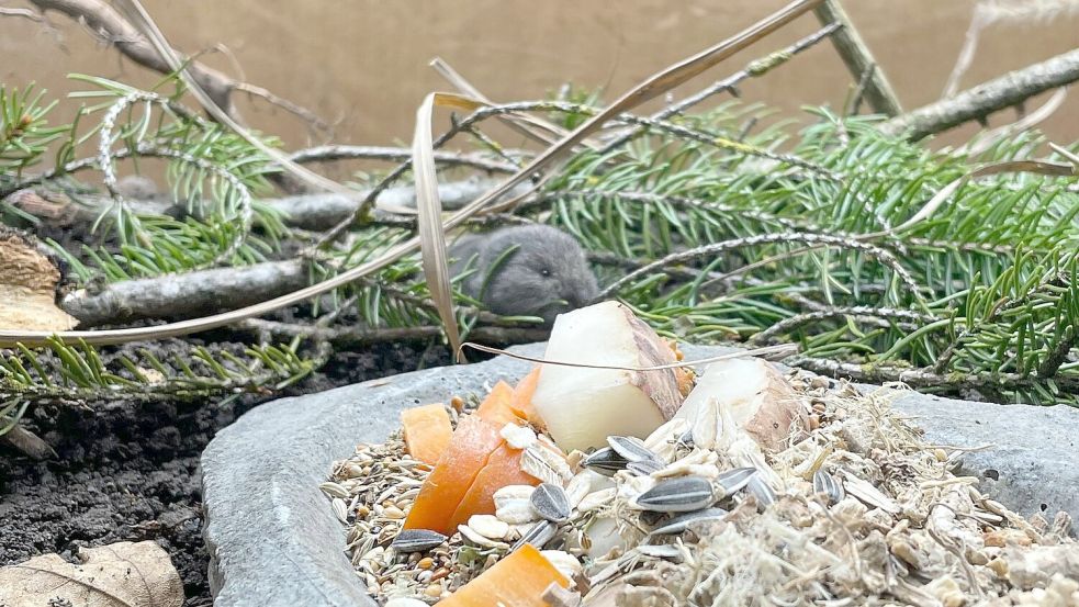 Die Geburt des Jungtiers feiert der Tierpark als Zuchterfolg. Foto: Tierpark Hellabrunn/dpa