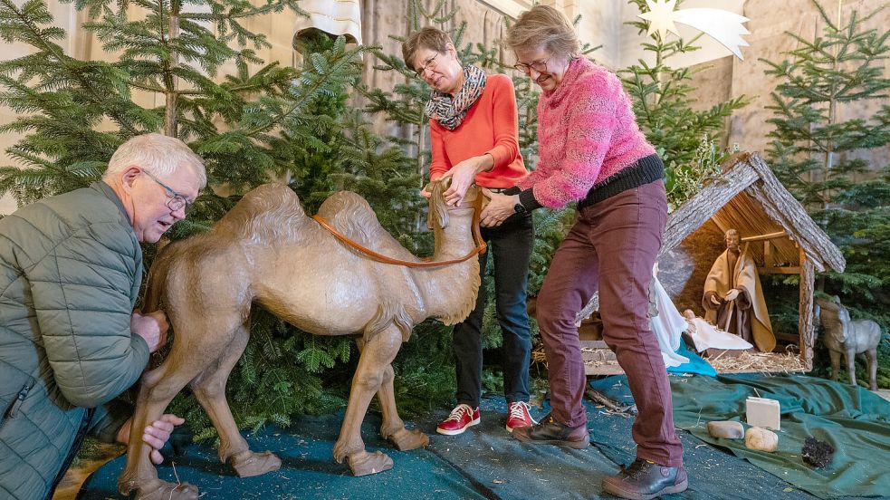 Georg Wallschlag (von links), Agnes Wallschlag und Mechthild Hartwiger stellen das Kamel in der Weihnachtskrippe auf. Foto: Klaus Ortgies