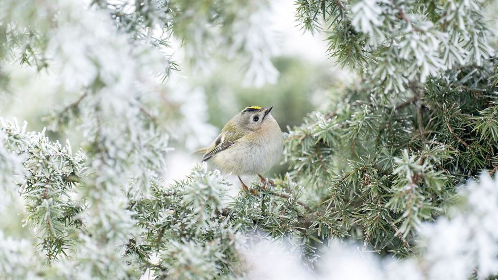 Frostig - aber wenig Aussicht auf Schnee. Foto: Silas Stein