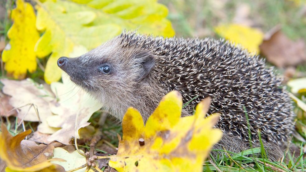 Schon Frühling? Weil es so warm war, wurden manche Winterschläfer vorzeitig wach. (Symbolbild) Foto: Patrick Pleul/dpa-Zentralbild/dp