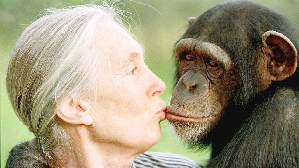 Die britische Primatenforscherin Jane Goodall ist im Alter von 91 Jahren gestorben. (Archivbild) Foto: JEAN-MARC BOUJU/AP/dpa