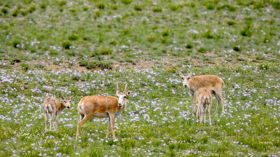 Die mongolischen Saiga-Antilopen gehören WWF zufolge zu den Gewinnern des Jahres. Foto: -/WWF Mongolia/dpa