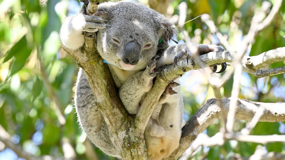 Auch mit der Einrichtung eines neuen Schutzgebiets für Koalas in Australien sei ein wichtiger Schritt unternommen worden, so der WWF. (Archivfoto) Foto: Darren England