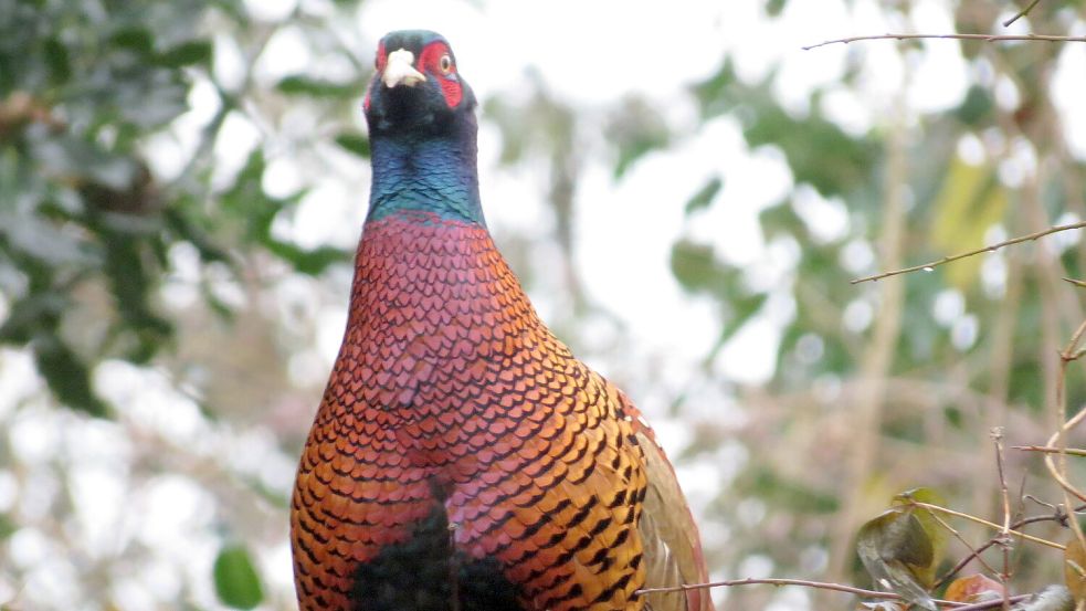 Auch Fasane sind im Garten von Karin Berends-Lüürßen zu sehen. Foto: privat