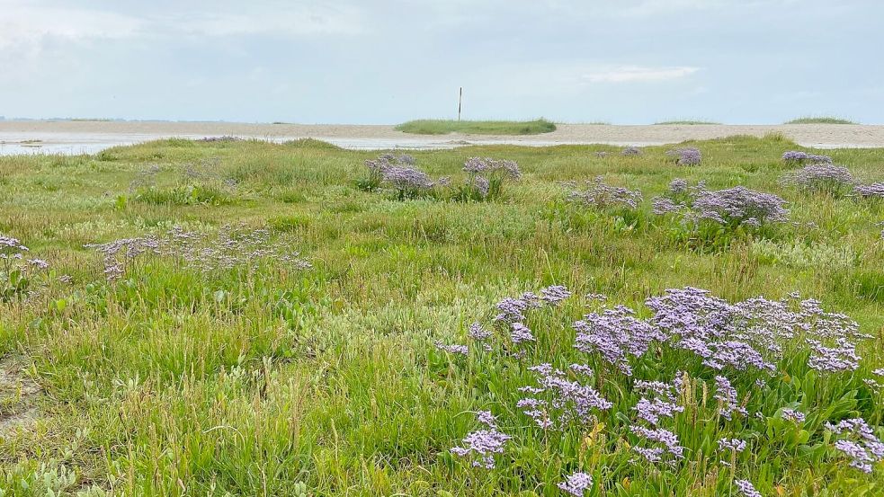 Die Salzwiesen an der ostfriesischen Küste haben eine wichtige Funktion im Küstenschutz. Sie spielen als CO2-Speicher auch im Klimaschutz eine Rolle. Foto: Melanie Hanz