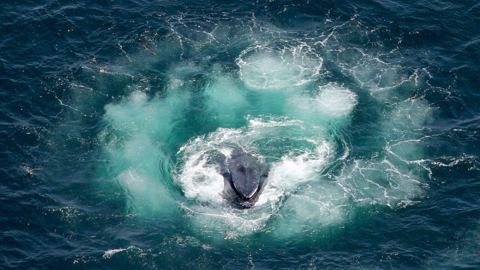 Eine der faszinierendsten Verhaltensweisen des Buckelwals ist die Blasennebeljagd, eine komplexe und koordinierte Taktik, um viele Fische gleichzeitig zu fangen. Foto: NOAA Northeast Fisheries Science Center/Christin Khan