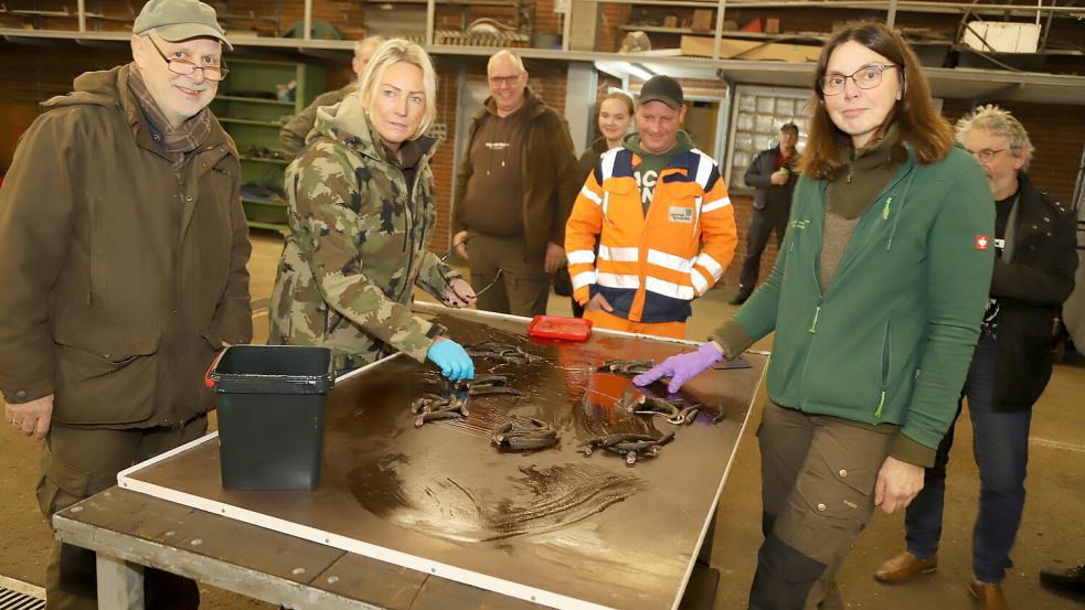 Unter den wachsamen Augen von Geschäftsführer Meino Kroon (links) zählen Johanne von Scharrel-Bruns (rechts) und Folma Rademacher (Mitte) die abgegebenen Nutria-Schwänze im Bauhof des Leda-Jümme-Verbandes in Potshausen. Foto: Hans Passmann