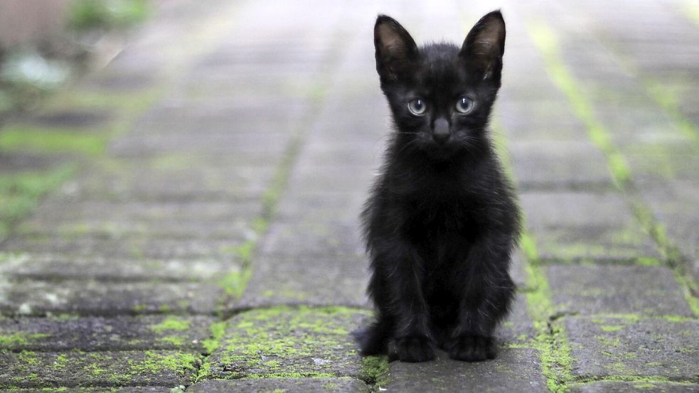 Katzen, die auf der Straße leben, sterben meist früh. Symbolfoto: Pixabay
