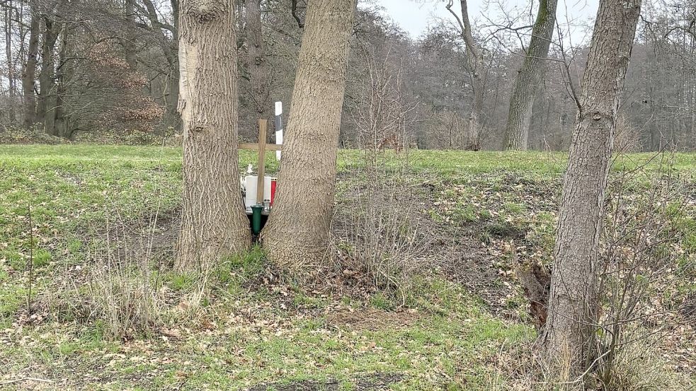 Die beiden Bäume an der Unfallstelle sind beschädigt und werden Anfang 2026 entfernt. Foto: Horst Kruse