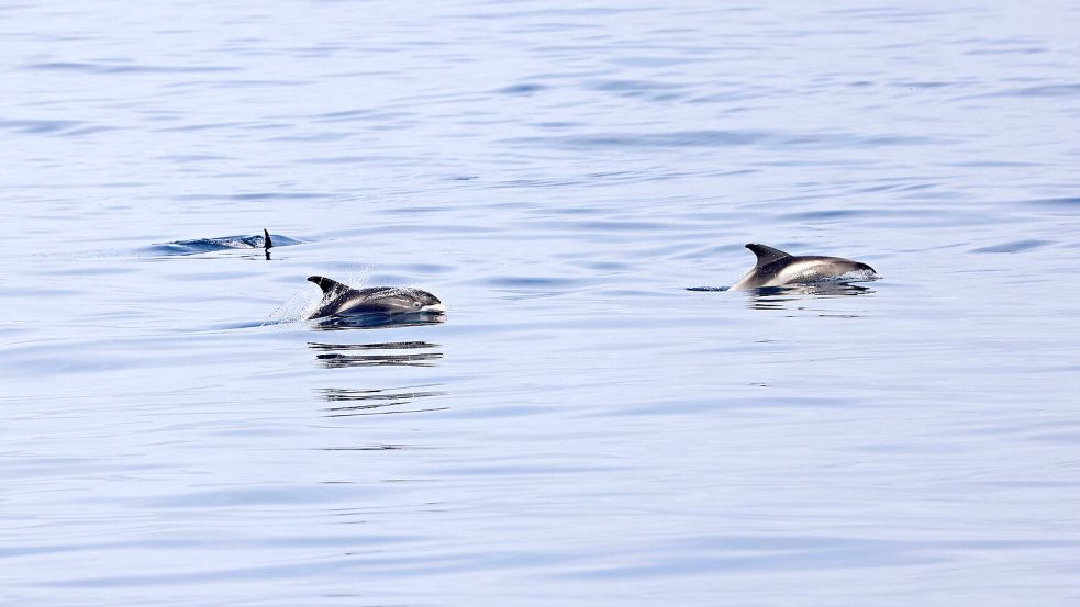 Zum Fressen gern haben Weißschnauzendelfine die Doggerbank – größte Sandbank in der Nordsee und im Mittelpunkt eines von der DBU in Millionenhöhe geförderten Biodiversitäts-Projekts im neuen DBU-Meeresnaturschutzfonds. Großer Fischreichtum und zahlreiche Krebsarten der Doggerbank locken die Delfine auf der Nahrungssuche an. Foto: Thiemo Karwinkel