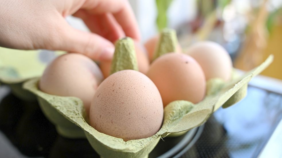 Nach Weihnachten ist vor Ostern: Auf Großhandelsebene sind Eier aktuell knapp. Für private Haushalte in Ostfriesland gibt es teilweise etwas weniger Auswahl, weil die Eierproduzenten gerade ihre Legehennenbestände verjüngen. Die jungen Hennen legen weniger und kleinere Eier. Foto: Elisa Schu/dpa