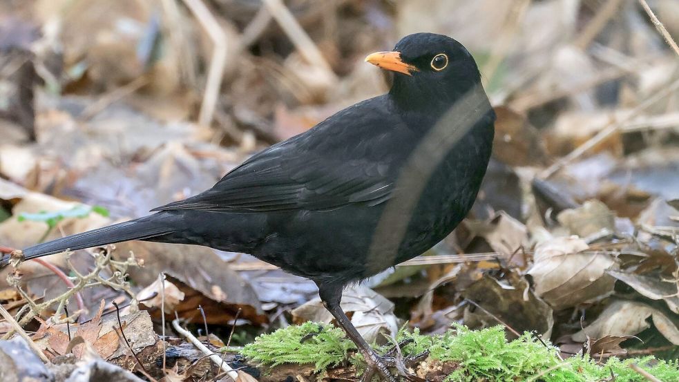 Die Amsel ist ein häufiger Gast in Gärten, doch mancherorts zeigt sie sich seltener. (Symbolbild) Foto: Oliver Berg