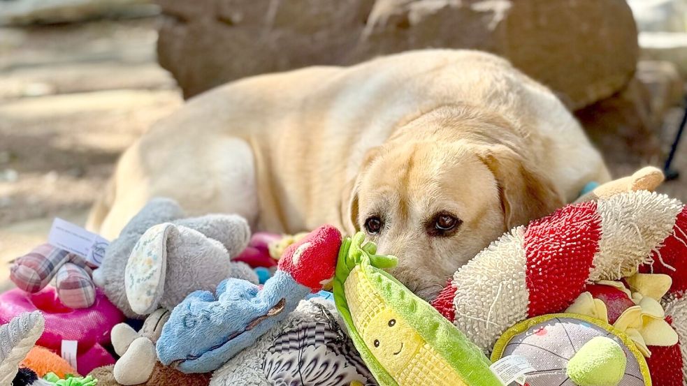 Manche Hunde können aus Gesprächen von Menschen mehr lernen als bisher vermutet. Foto: Don Harvey/EurekAlert/dpa