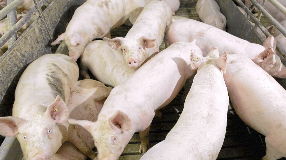 Die konventionelle Schweinehaltung erregt nach wie vor viele Gemüter. Foto: Imago/Rainer Weisflog