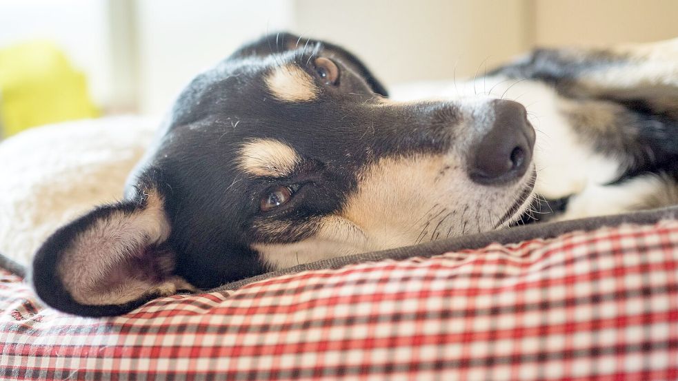 Die Mehrheit der Haustiere schläft laut Umfrage in einem eigenen Körbchen. (Archivbild) Foto: Nicolas Armer