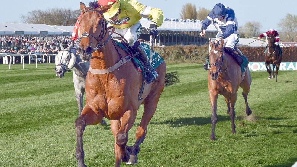 Kalif du Berlais zusammen mit Jockey Harry Cobden (vorn) beim Sieg des „Maghull Novices Chase“ im April 2025. Nun starb das Pferd auf der bedeutenden Rennbahn im Kempton Park. Foto: IMAGO/Galoppfoto