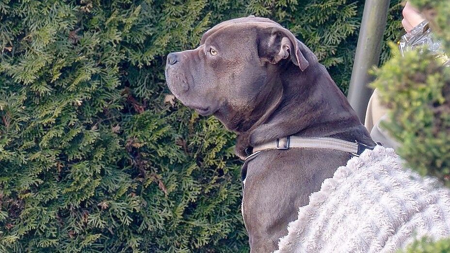 Der Hund, der in Lohne (Landkreis Vechta) seinen Halter tödlich angegriffen hat. Foto: Matthias Niehues