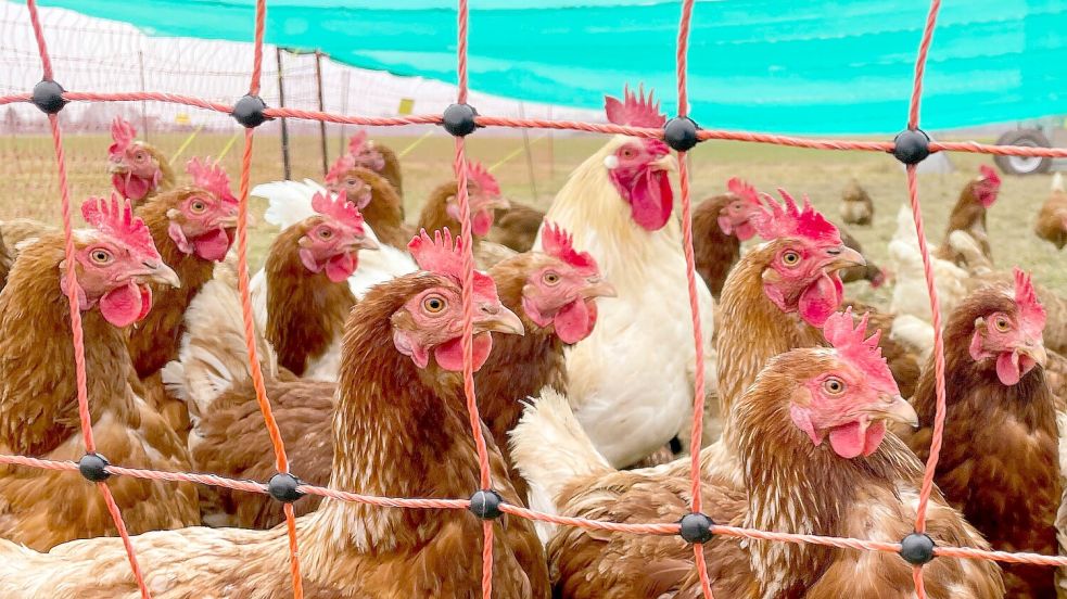 Die Vogelgrippe ist am Samstag, 6. Dezember, zum ersten Mal in diesem Jahr auch in einem Geflügelbetrieb im Landkreis Osnabrück (hier ein Symbolfoto) ausgebrochen. Foto: IMAGO/Marc Schüler
